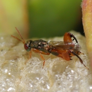 Podagrionini sp. (tribe) at Evatt, ACT - 4 May 2022