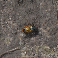 Austalis pulchella (Hover fly) at Namadgi National Park - 3 May 2022 by TimL