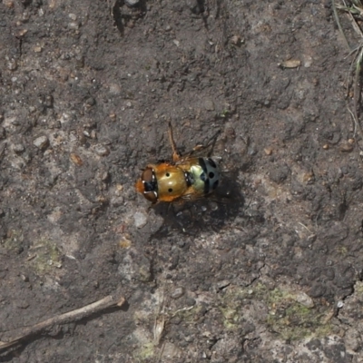 Austalis pulchella (Hover fly) at Namadgi National Park - 3 May 2022 by TimL