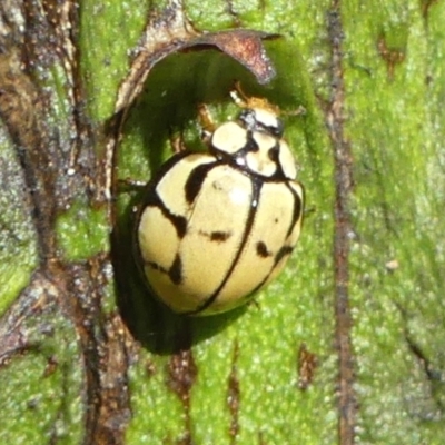 Harmonia testudinaria (Tortoise-shelled ladybird) at Wingecarribee Local Government Area - 5 May 2022 by Curiosity