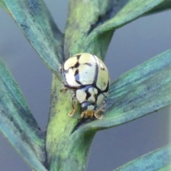 Harmonia testudinaria at Braemar, NSW - 5 May 2022