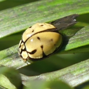 Harmonia testudinaria at Braemar, NSW - 5 May 2022 03:03 PM