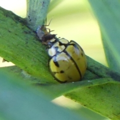 Harmonia testudinaria at Braemar, NSW - 5 May 2022