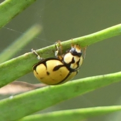 Harmonia testudinaria at Braemar, NSW - 5 May 2022 03:03 PM