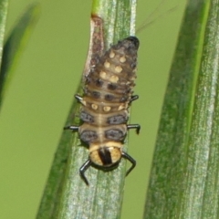 Harmonia testudinaria (Tortoise-shelled ladybird) at Braemar, NSW - 4 May 2022 by Curiosity