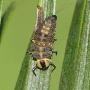 Harmonia testudinaria at Braemar, NSW - 4 May 2022