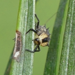 Harmonia testudinaria at Braemar, NSW - 4 May 2022