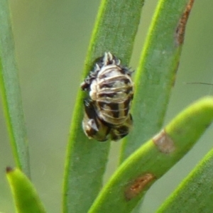 Harmonia testudinaria at Braemar, NSW - 4 May 2022