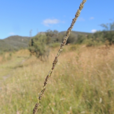 Sporobolus creber (Slender Rat's Tail Grass) at Tidbinbilla Nature Reserve - 23 Jan 2022 by MichaelBedingfield