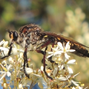 Chrysopogon muelleri at Paddys River, ACT - 23 Jan 2022