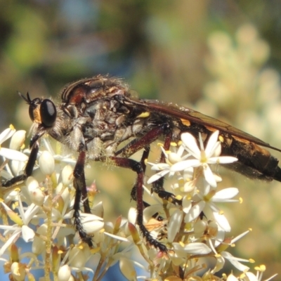 Chrysopogon muelleri (Robber fly) at Tidbinbilla Nature Reserve - 23 Jan 2022 by michaelb