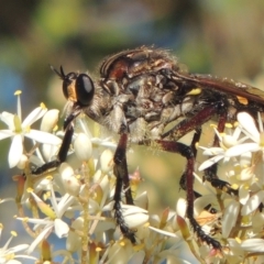 Chrysopogon muelleri at Paddys River, ACT - 23 Jan 2022