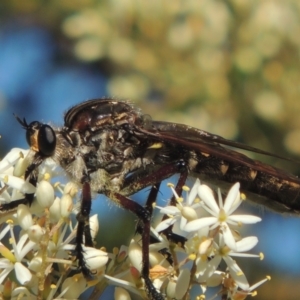 Chrysopogon muelleri at Paddys River, ACT - 23 Jan 2022