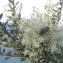 Bursaria spinosa (Native Blackthorn) at Paddys River, ACT - 23 Jan 2022 by michaelb
