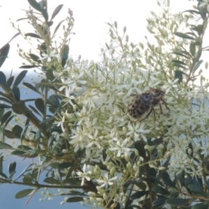 Bursaria spinosa at Paddys River, ACT - 23 Jan 2022