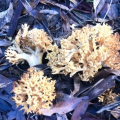 Ramaria sp. (A Coral fungus) at Bruce, ACT - 5 May 2022 by KMcCue