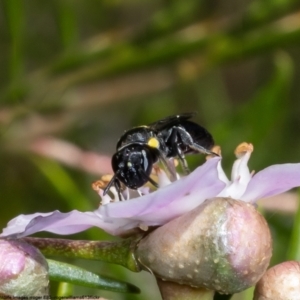 Amphylaeus (Agogenohylaeus) obscuriceps at Acton, ACT - 5 May 2022