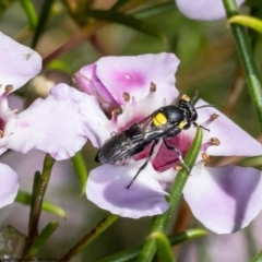 Amphylaeus (Agogenohylaeus) obscuriceps at Acton, ACT - 5 May 2022