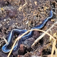 Caenoplana coerulea (Blue Planarian, Blue Garden Flatworm) at Tuggeranong Hill - 5 May 2022 by trevorpreston