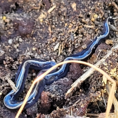 Caenoplana coerulea (Blue Planarian, Blue Garden Flatworm) at Theodore, ACT - 5 May 2022 by trevorpreston