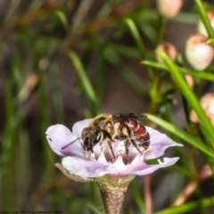 Lasioglossum (Parasphecodes) leichardti at Acton, ACT - 5 May 2022 by Roger