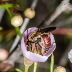 Lasioglossum (Parasphecodes) leichardti at Acton, ACT - 5 May 2022