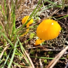Hygrocybe chromolimonea (A wax cap) at Theodore, ACT - 6 May 2022 by trevorpreston