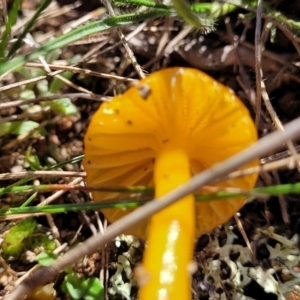 Hygrocybe sp. at Theodore, ACT - 6 May 2022 10:16 AM