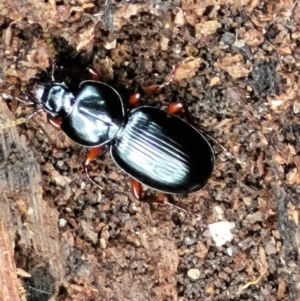 Eurylychnus blagravei at Paddys River, ACT - 6 May 2022