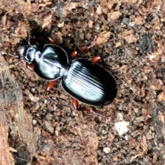Eurylychnus blagravei (A Carab beetle) at Tidbinbilla Nature Reserve - 6 May 2022 by trevorpreston