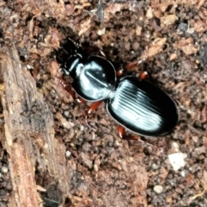 Eurylychnus blagravei at Paddys River, ACT - 6 May 2022