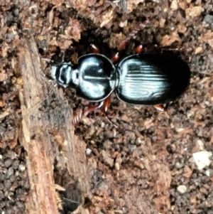 Eurylychnus blagravei at Paddys River, ACT - 6 May 2022