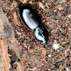 Eurylychnus blagravei at Paddys River, ACT - 6 May 2022