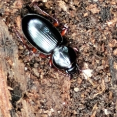 Eurylychnus blagravei at Paddys River, ACT - 6 May 2022