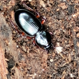 Eurylychnus blagravei at Paddys River, ACT - 6 May 2022