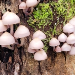 Mycena 'clarkeana group' at Paddys River, ACT - 6 May 2022 by trevorpreston