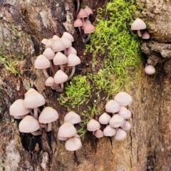 Mycena 'clarkeana group' at Paddys River, ACT - 6 May 2022