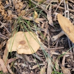 Unidentified Cap on a stem; gills below cap [mushrooms or mushroom-like] (TBC) at Tidbinbilla Nature Reserve - 6 May 2022 by trevorpreston