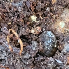 Amphipod (order Amphipoda, family Talitridae) (Lawn shrimp, landhopper) at Paddys River, ACT - 6 May 2022 by trevorpreston