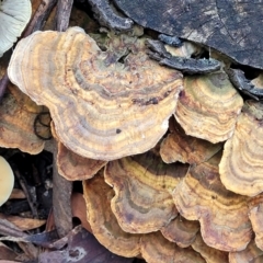 Unidentified Shelf-like to hoof-like & usually on wood at Paddys River, ACT - 6 May 2022 by trevorpreston