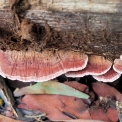 Rhodofomitopsis lilacinogilva complex (Lilac Shelf Fungus) at Paddys River, ACT - 6 May 2022 by trevorpreston
