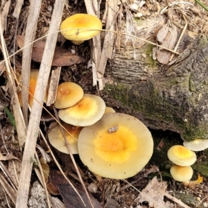 Hypholoma sp. at Paddys River, ACT - 6 May 2022