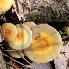 Hypholoma sp. at Paddys River, ACT - 6 May 2022