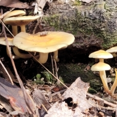 Hypholoma sp. at Paddys River, ACT - 6 May 2022