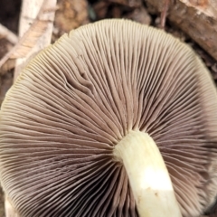 Hypholoma sp. at Paddys River, ACT - 6 May 2022 12:07 PM