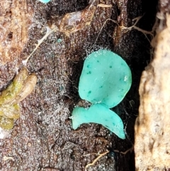 Chlorociboria (An elfcup fungus) at Tidbinbilla Nature Reserve - 6 May 2022 by trevorpreston