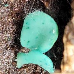 Chlorociboria at Paddys River, ACT - 6 May 2022