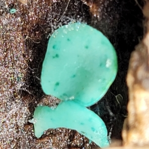 Chlorociboria at Paddys River, ACT - 6 May 2022