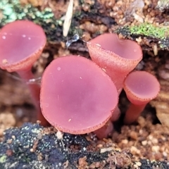 Ascocoryne sarcoides (Purple Jellydisc) at Paddys River, ACT - 6 May 2022 by trevorpreston