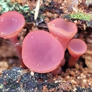 Ascocoryne sarcoides at Paddys River, ACT - 6 May 2022